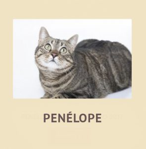 penelope home